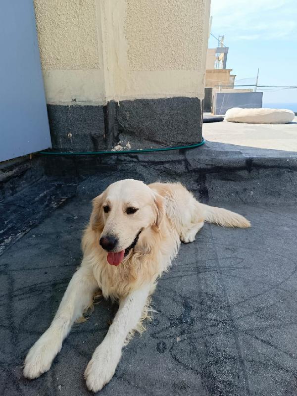 Max, un Golden Retriever da amare Foto 4